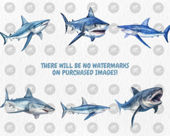 Watercolor Sharks Clipart | Great White Shark, Tiger Shark, Bull Shark, Sea Animal Illustrations | Instant Download for Commercial Use