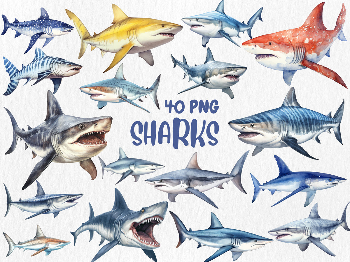 Watercolor Sharks Clipart | Great White Shark, Tiger Shark, Bull Shark, Sea Animal Illustrations | Instant Download for Commercial Use